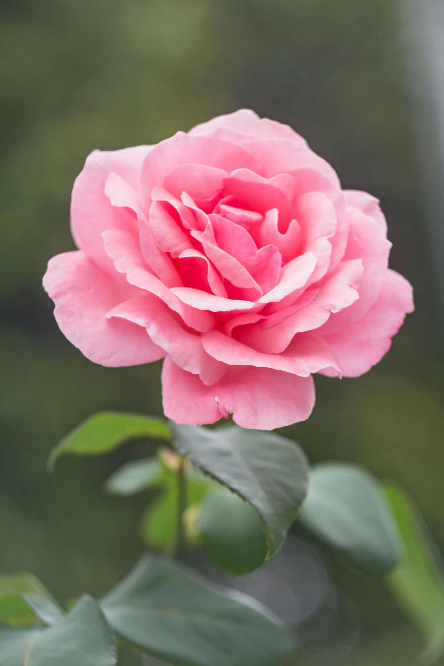 BST 99 Hình nền Hoa Hồng đẹp nhất gửi tặng người yêu